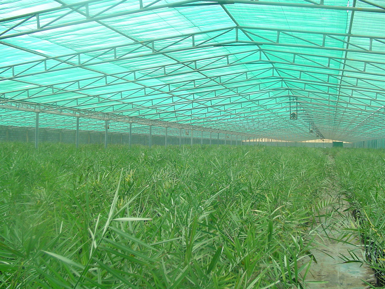 Greenhouses Zulal Oasis