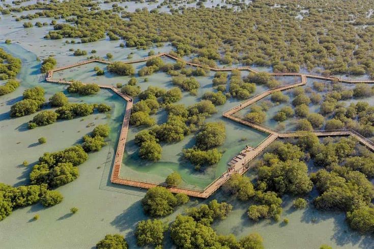 Mangrove Park in Abu Dhabi